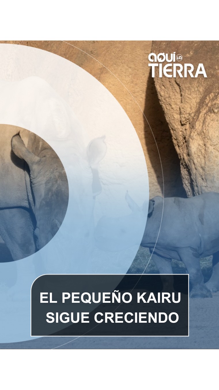 🦏 Hoy volvemos a Valencia para ver a nuestro pequeño Kairu que ya ha cumplido seis meses y lo celebra con un entrenamiento especial que le permitirá alcanzar los 50 kilómetros por hora cuando cumpla dos años y pese una tonelada.
