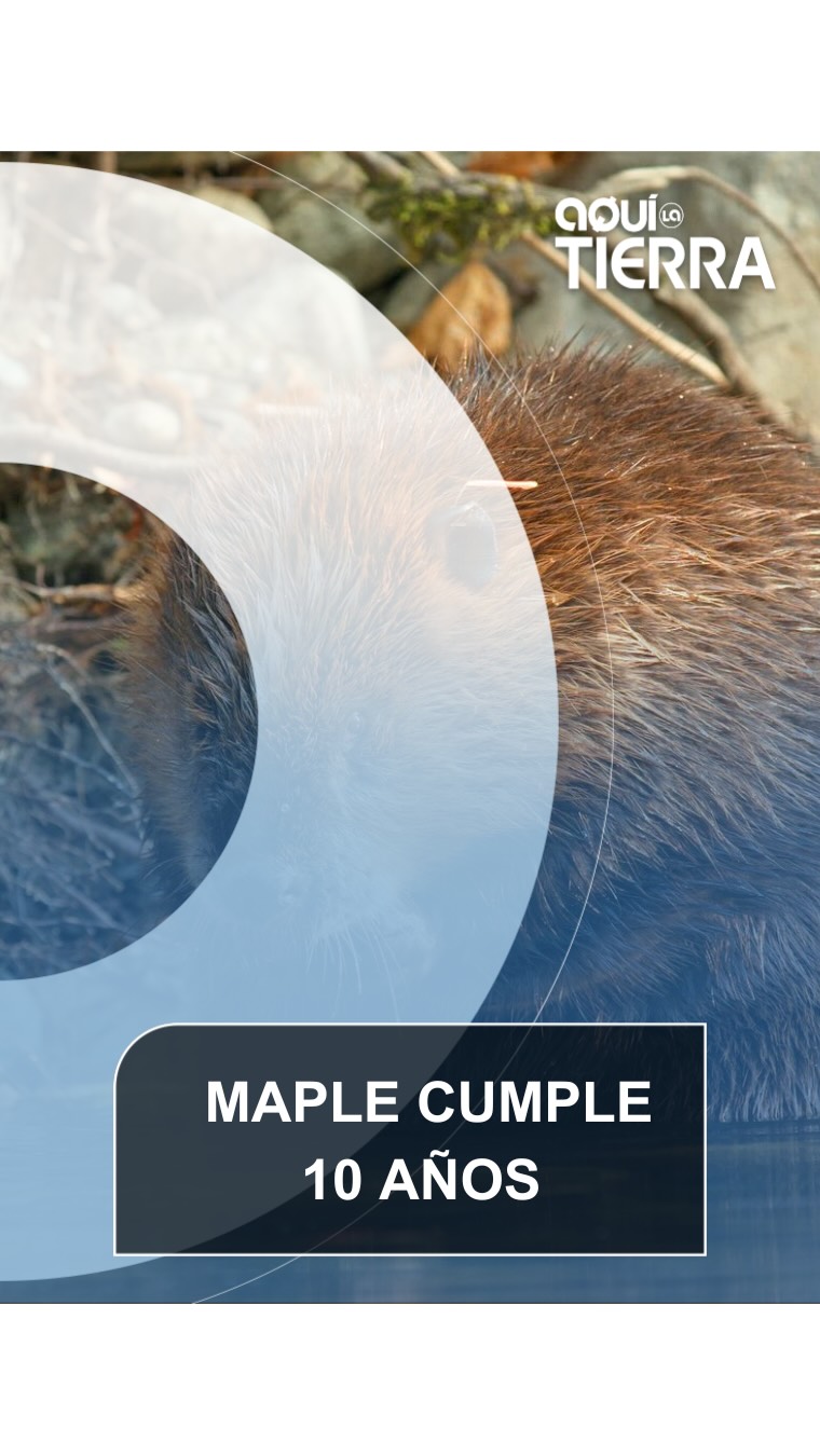 Hoy conocemos a Maple, una castora ingeniera de presas fluviales de Oregón, que acaba de celebrar su décimo cumpleaños 🎂 Y lo ha hecho con lo que más le gusta: nadar, comer zanahorias y regalarnos unos primeros planos de lujo.