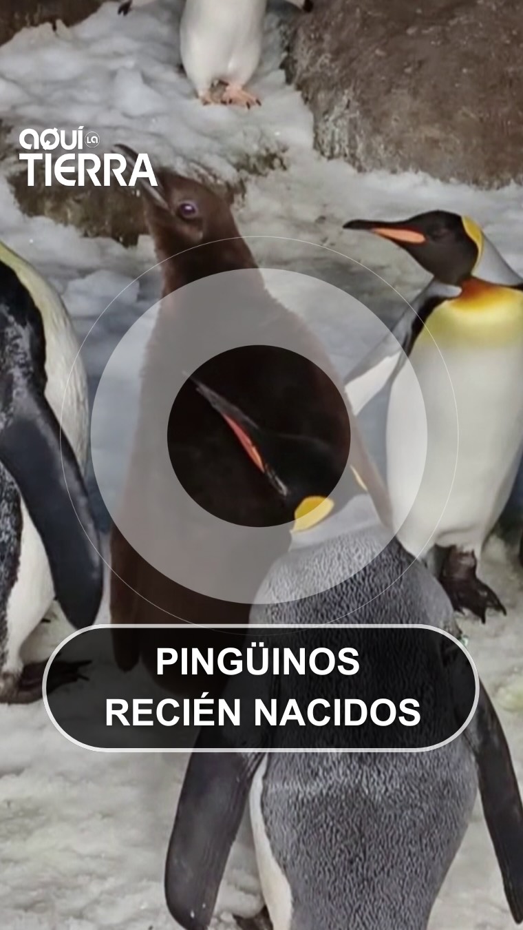 Poppy se independiza: el patito abandona el hogar con solo nueve meses