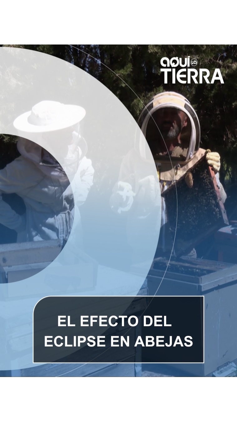 🐝 Quizás no lo sabíais, pero las abejas recolectoras son diurnas.