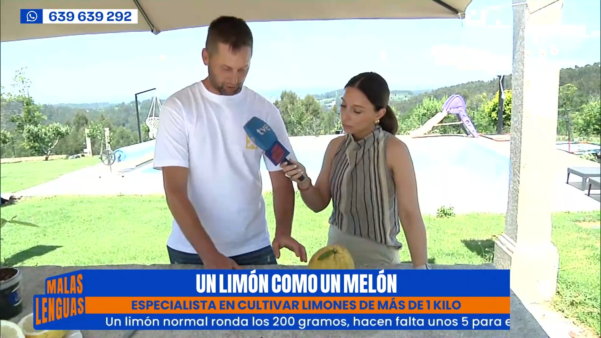 Los limones de Coirós pesan más de un kilo gracias a la ceniza del churrasco