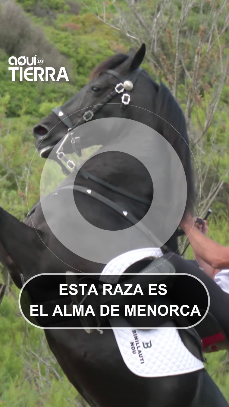 El caballo menorquín: el alma de Menorca que lucha por sobrevivir