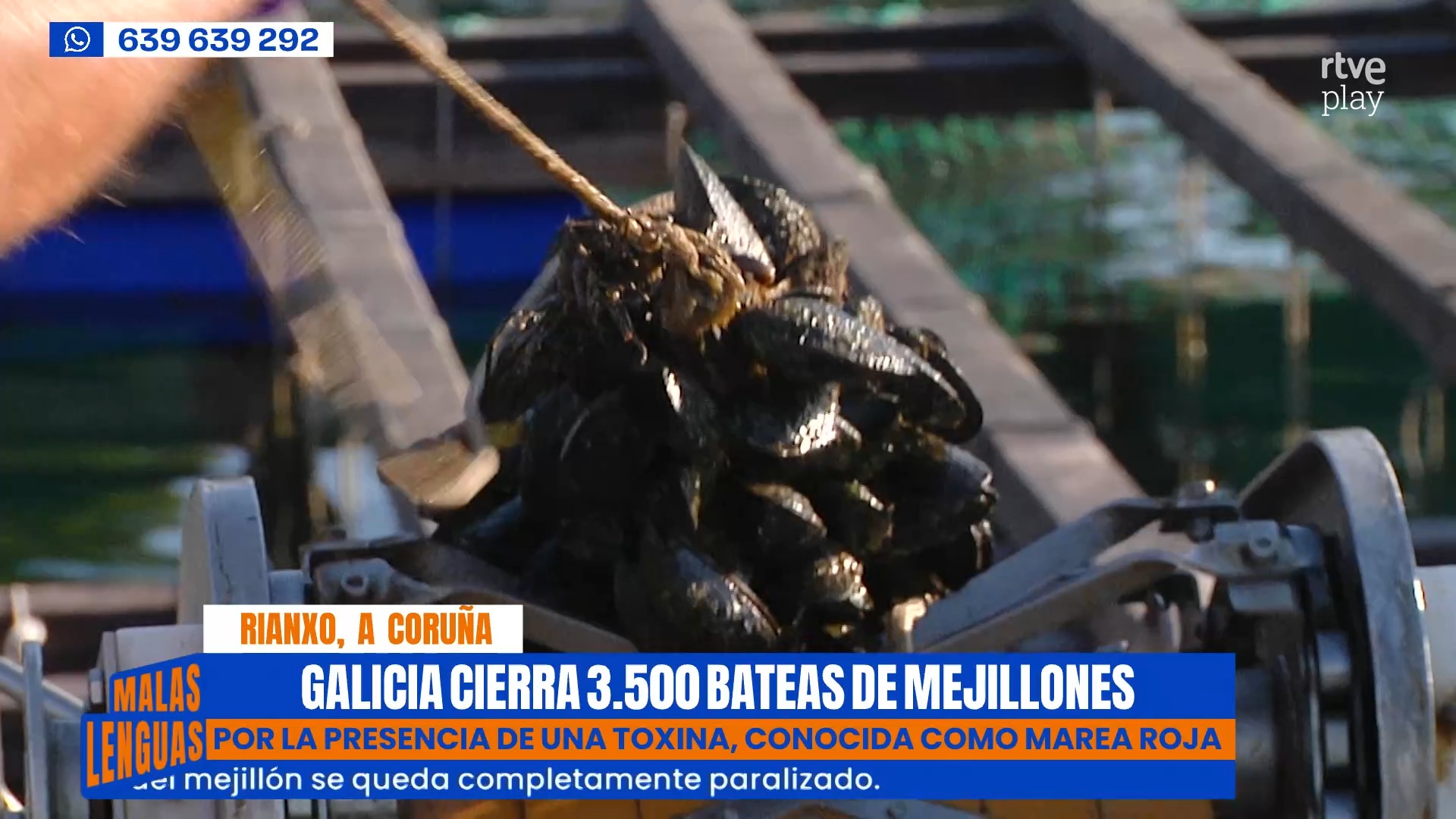 Galicia cierra sus 3.500 bateas por la marea roja y paraliza el mejillón
