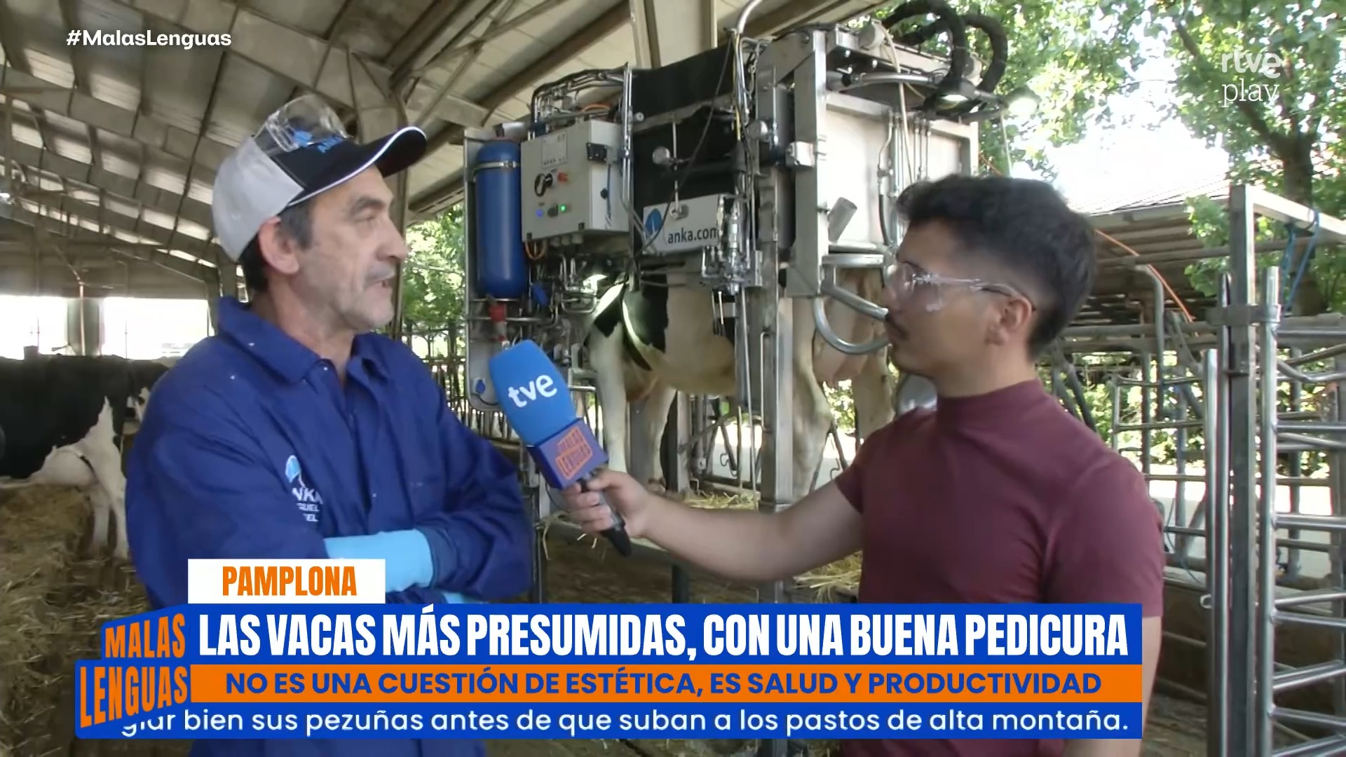 El cortaúñas de las vacas: así se realiza la pedicura bovina para evitar cojeras