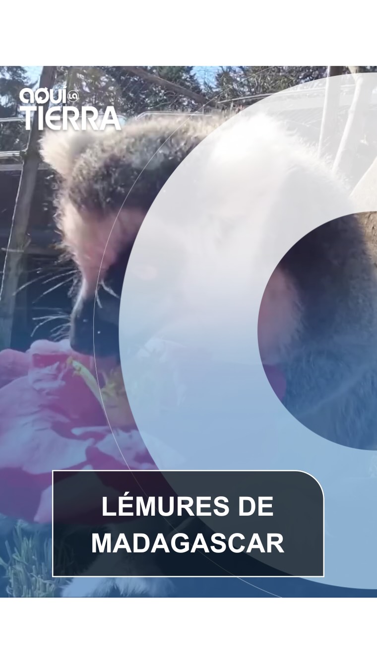 Si os gustan las flores, ya tenéis algo en común con estos lémures de Madagascar, que se vuelven como locos en cuanto las ven.