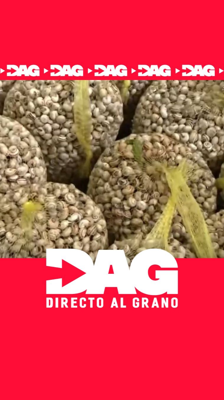 🐌Arranca la temporada del caracol y se estiman100.000 kilos en toda la campaña primaveral.
