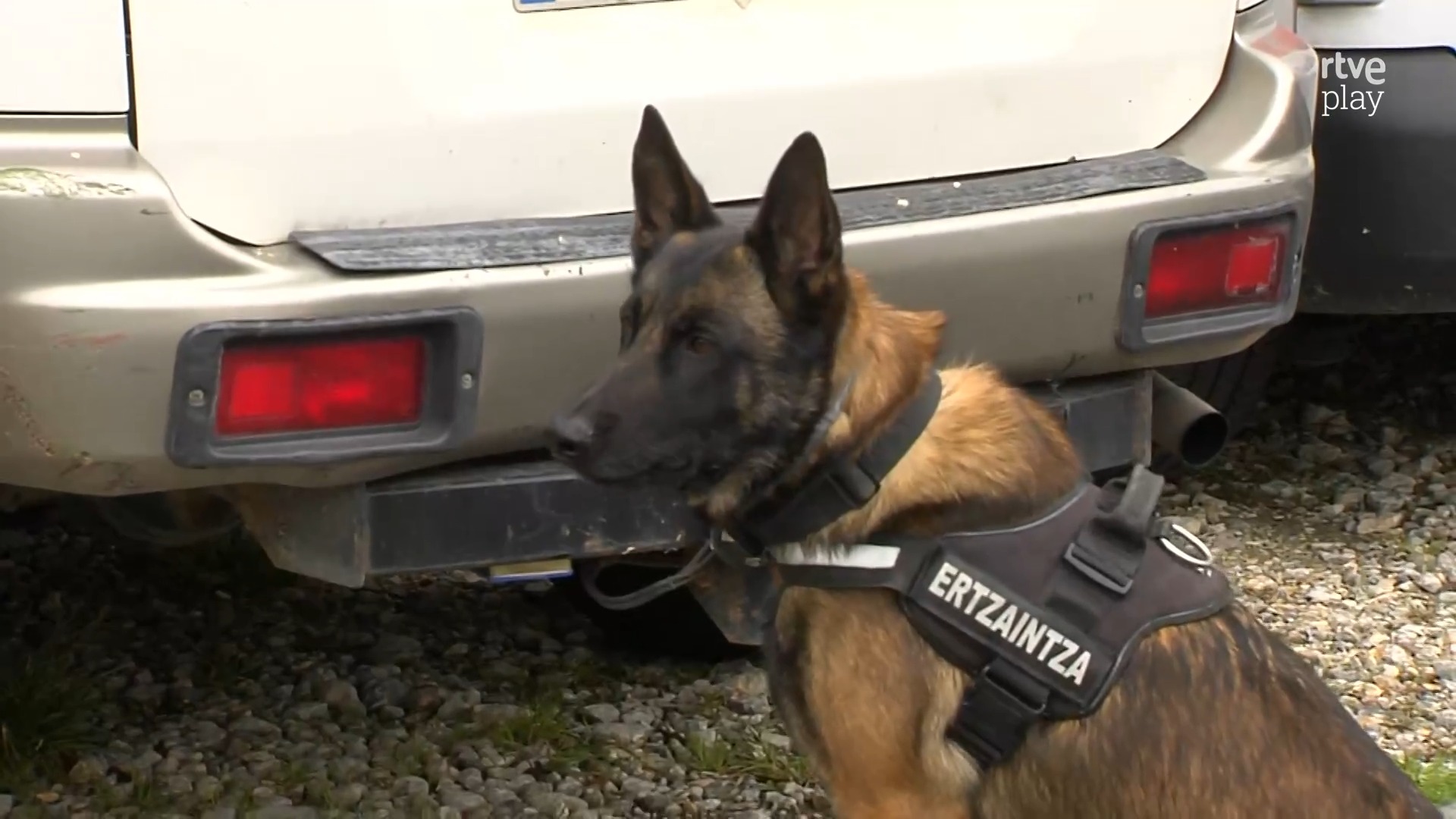 🐕 De perro abandonado a agente de policía.
