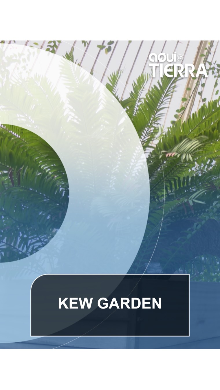 Hoy, vicenterubio_tv os enseña el Kew Gardens, un paraíso botánico con casi trescientos años de historia detrás y más de 50 mil especies vivas, que es Patrimonio Mundial de la UNESCO y clave en la conservación del patrimonio verde de nuestro planeta.