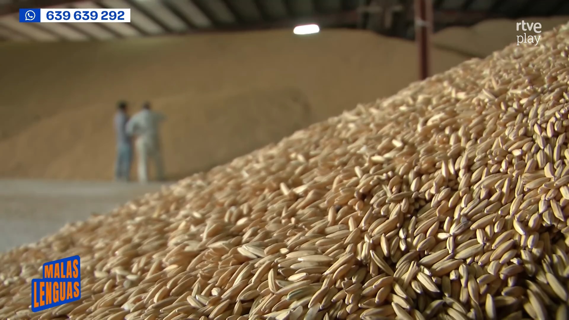 Arroceros del Guadalquivir alertan de la invasión de arroz asiático que hunde sus ventas