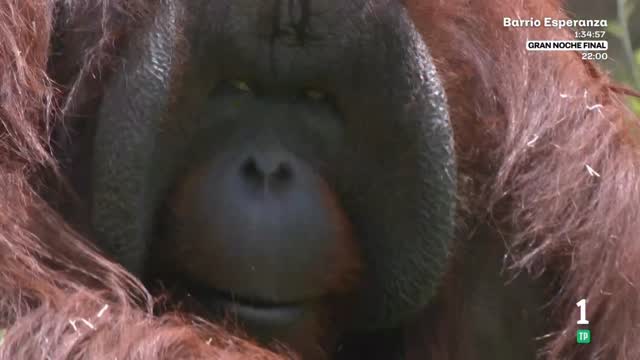Nace Sela, la cría de orangután que dependerá de su madre hasta los ocho años