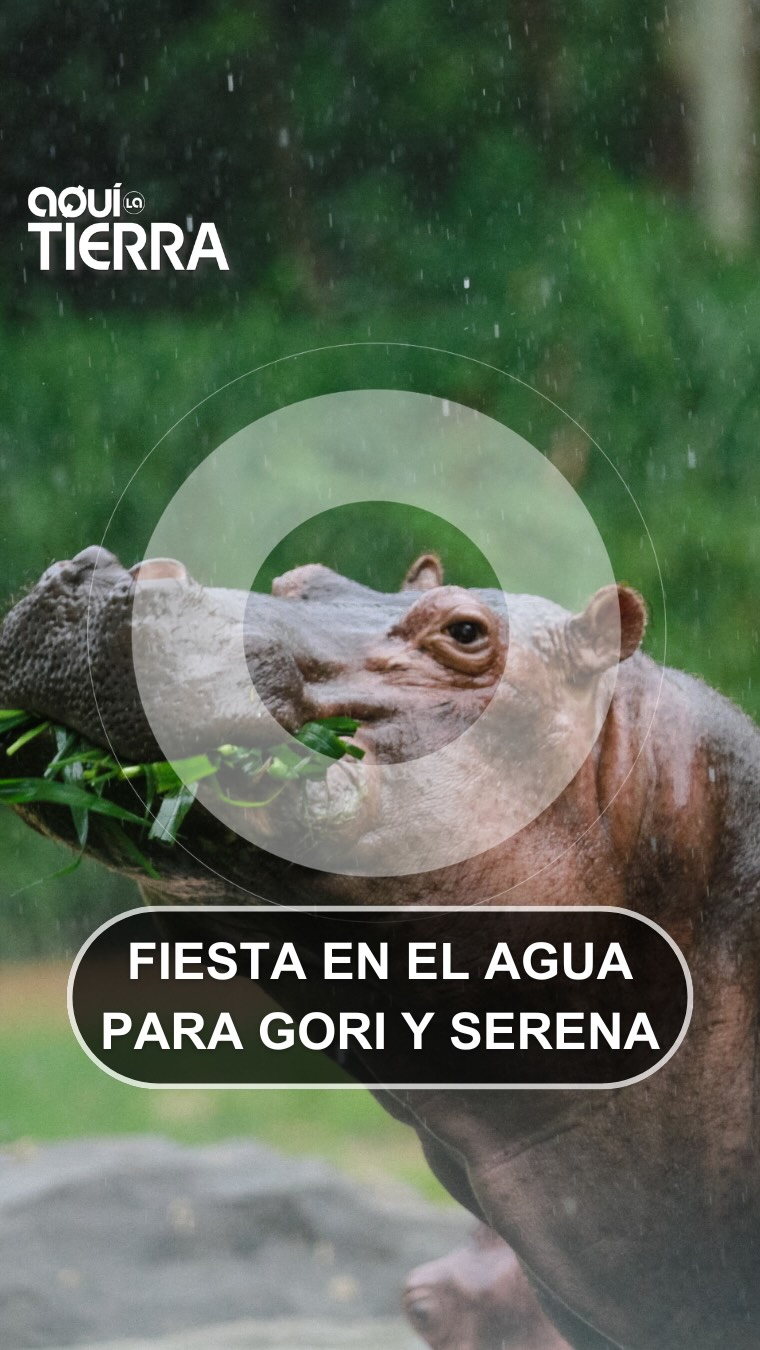 Gori y Serena celebran cumpleaños en el Bioparc de Valencia con 1,5 toneladas de comida
