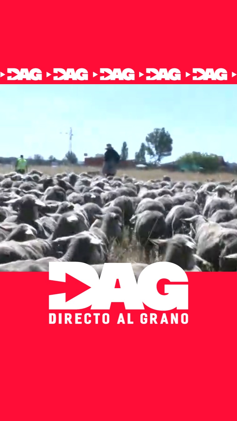 Tras 51 años, Paco Morgas realiza su última trashumancia de Cáceres a León
