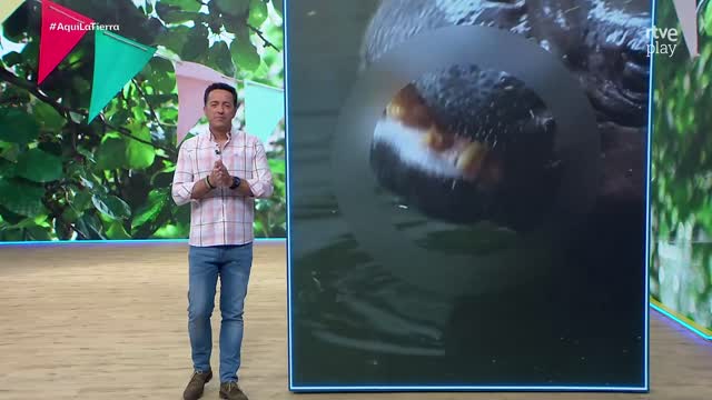 Gori y Serena celebran sus cumpleaños con toneladas de comida en Bioparc Valencia