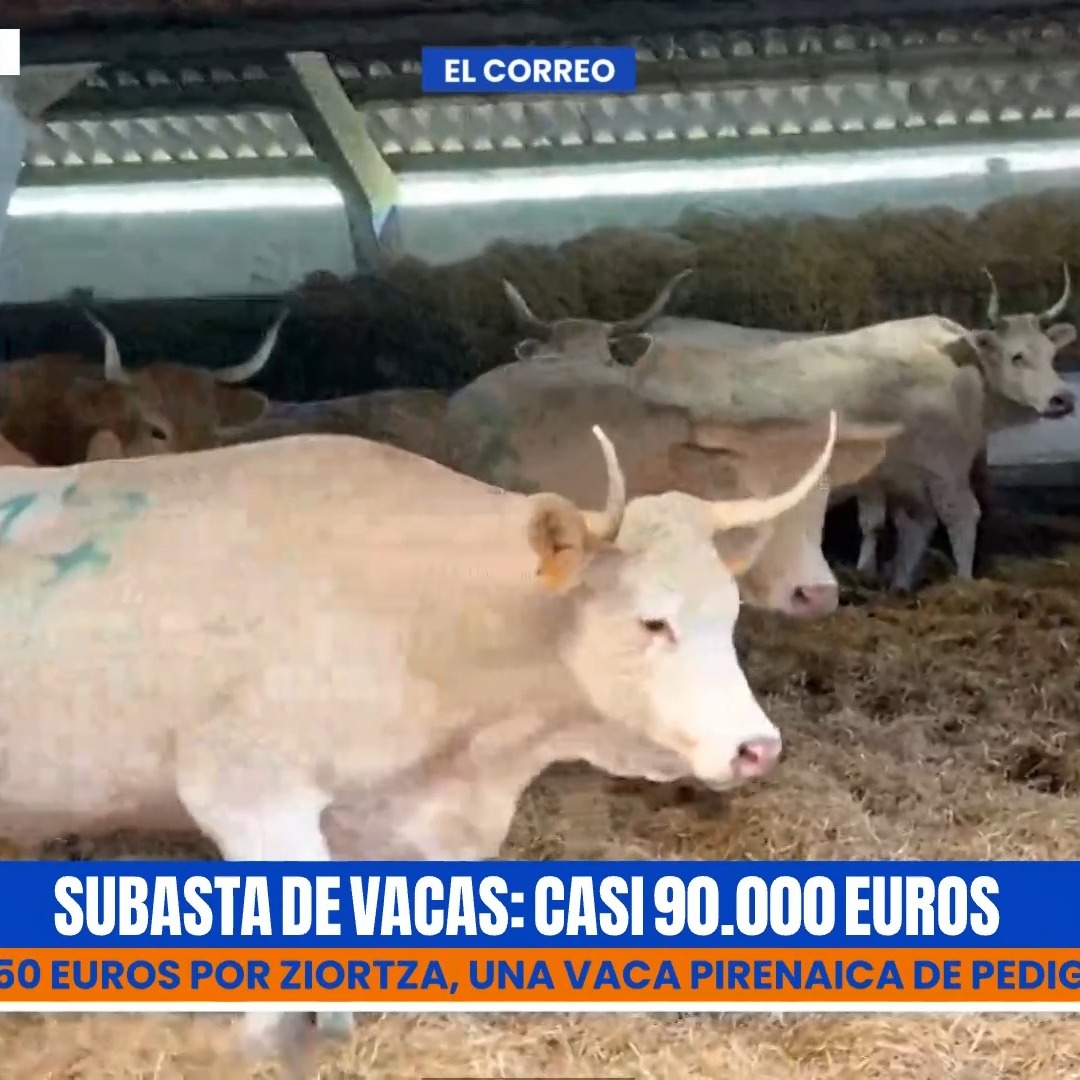 🐄 Subasta de vacas: casi 90.000€