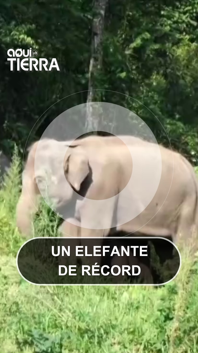 China celebra el nacimiento de un elefante de 158 kilos que bate el récord
