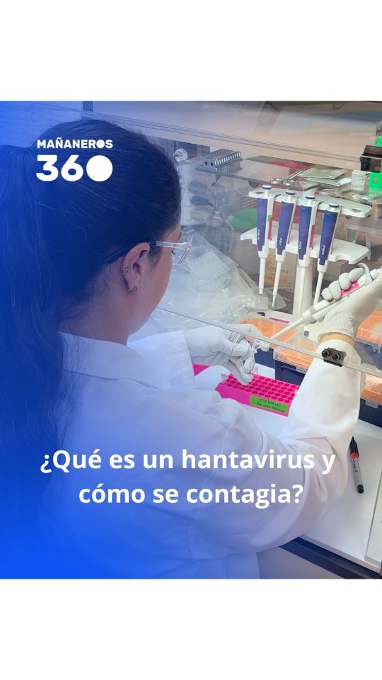 🔵¿Qué es un hantavirus?, ¿cómo se contagia?