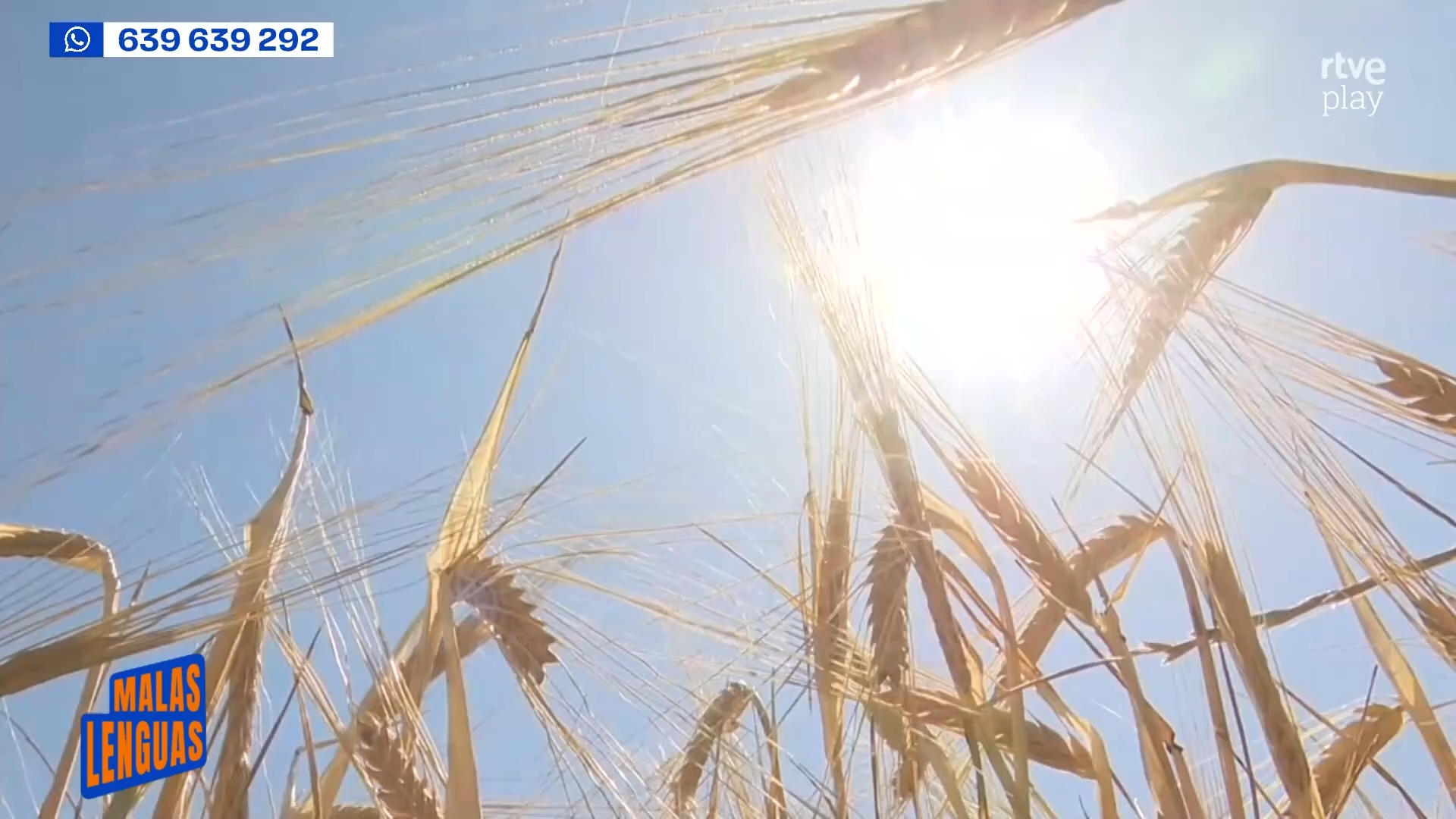 El calor de mayo amenaza la cosecha de cereal en Castilla y León