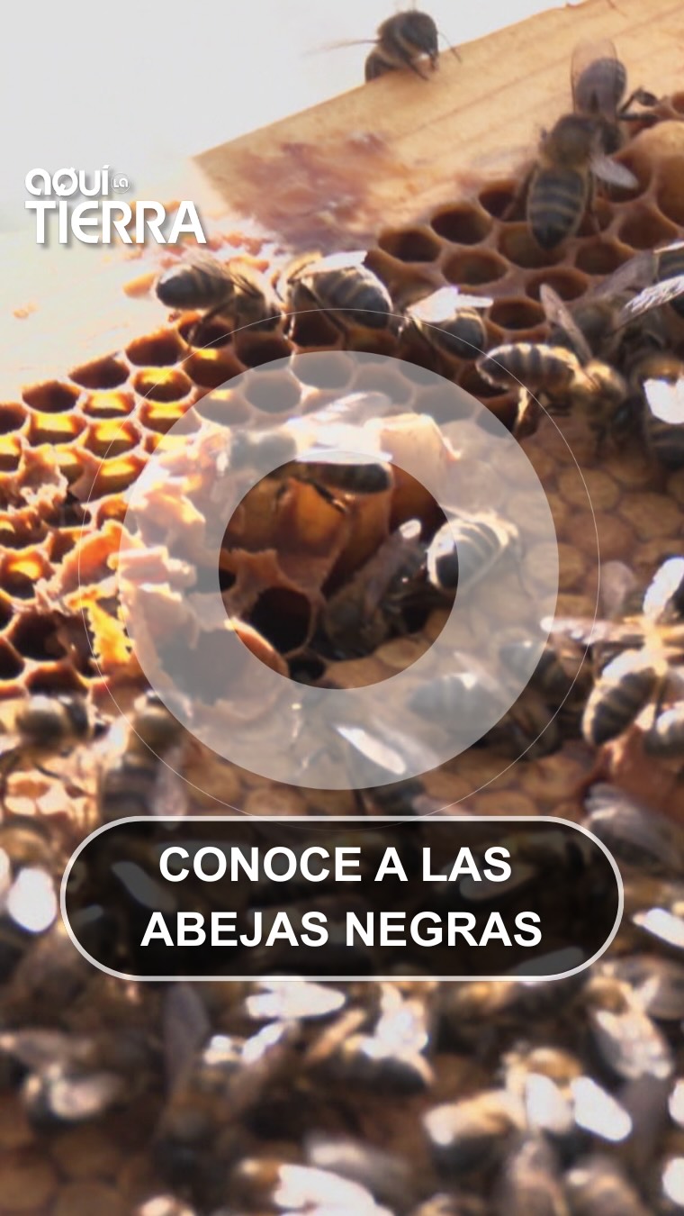 Abeja negra: la raza rústica que resiste al cambio climático y produce reinas