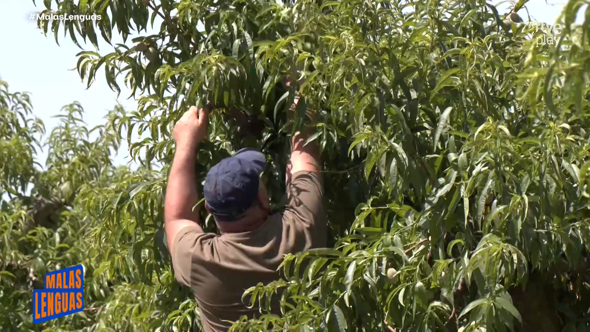 En Calanda aclaran los melocotones para lograr frutos de hasta 400 gramos