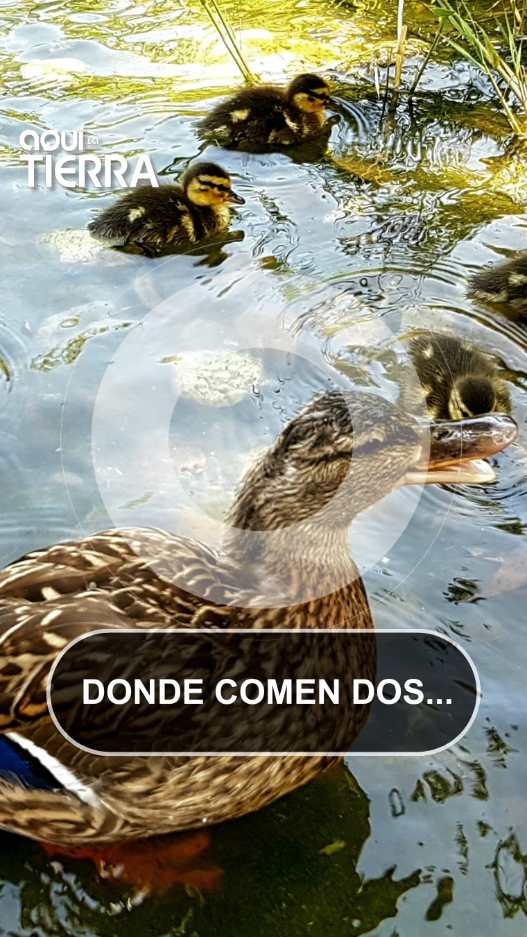 Una cerceta pardilla pasea con 17 pollos en la laguna de Doñana