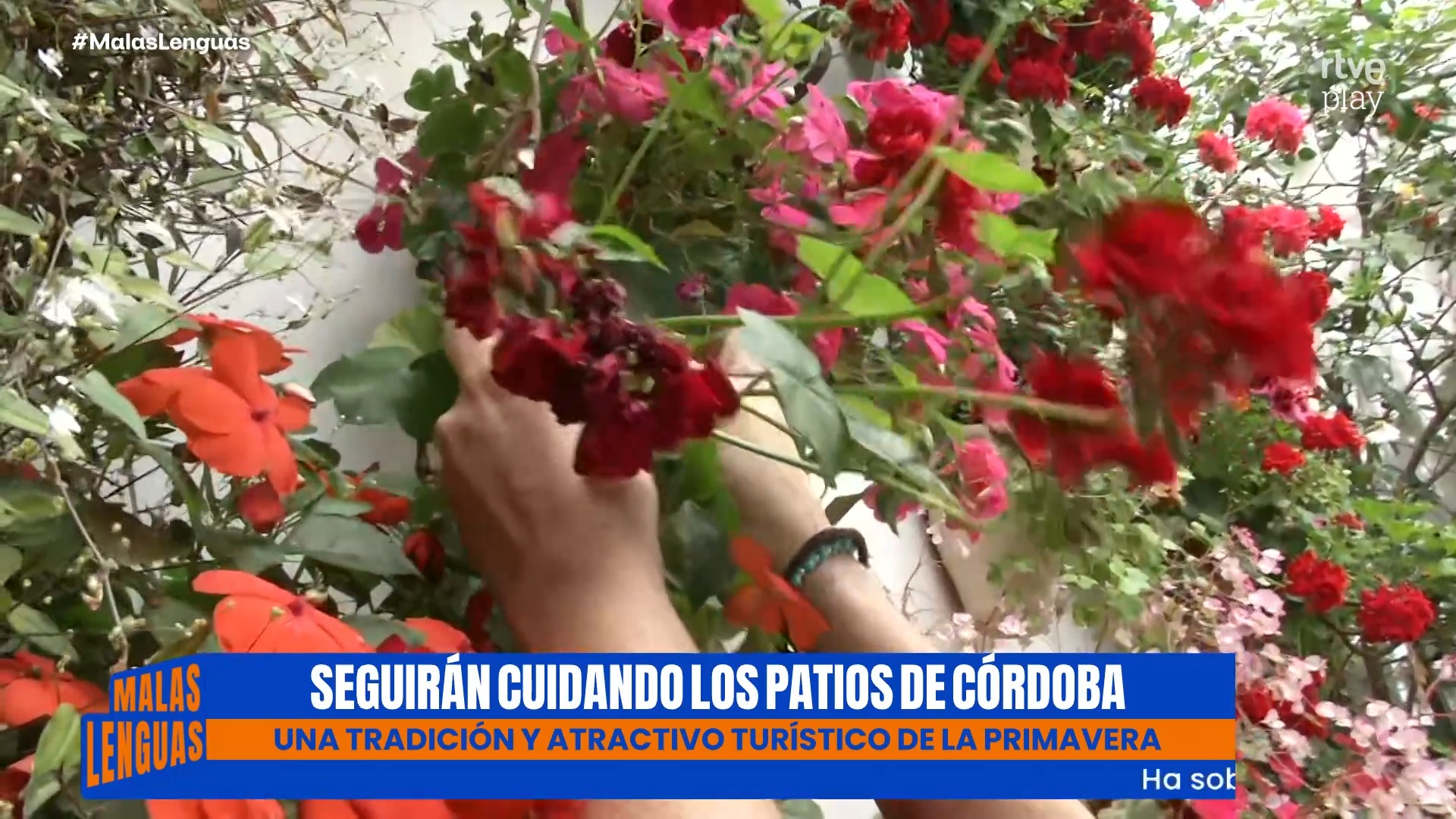 💐 4 trucos para tener un patio a la altura de los más bonitos, los de Córdoba