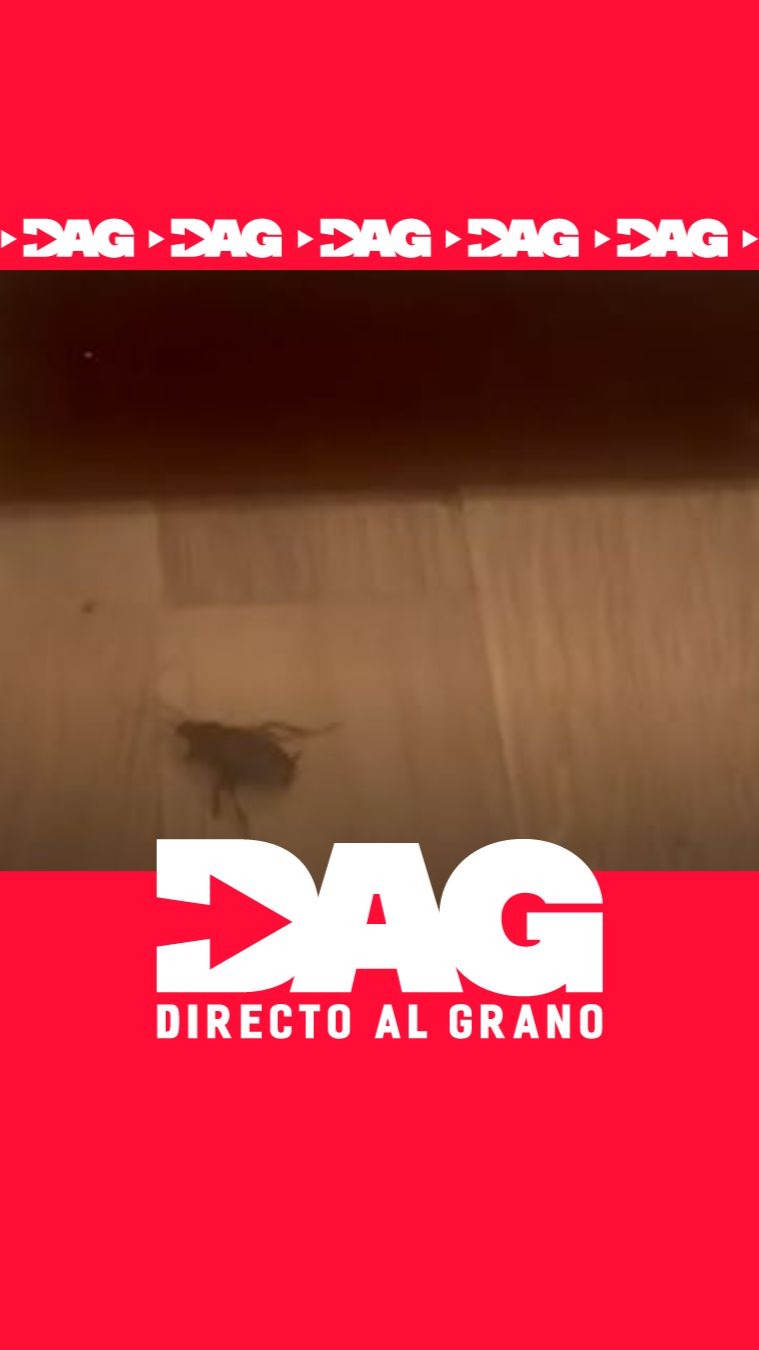 🐛Los vecinos de un barrio de Vigo denuncian como las cucarachas entran en sus viviendas y les perjudican en su día a día.