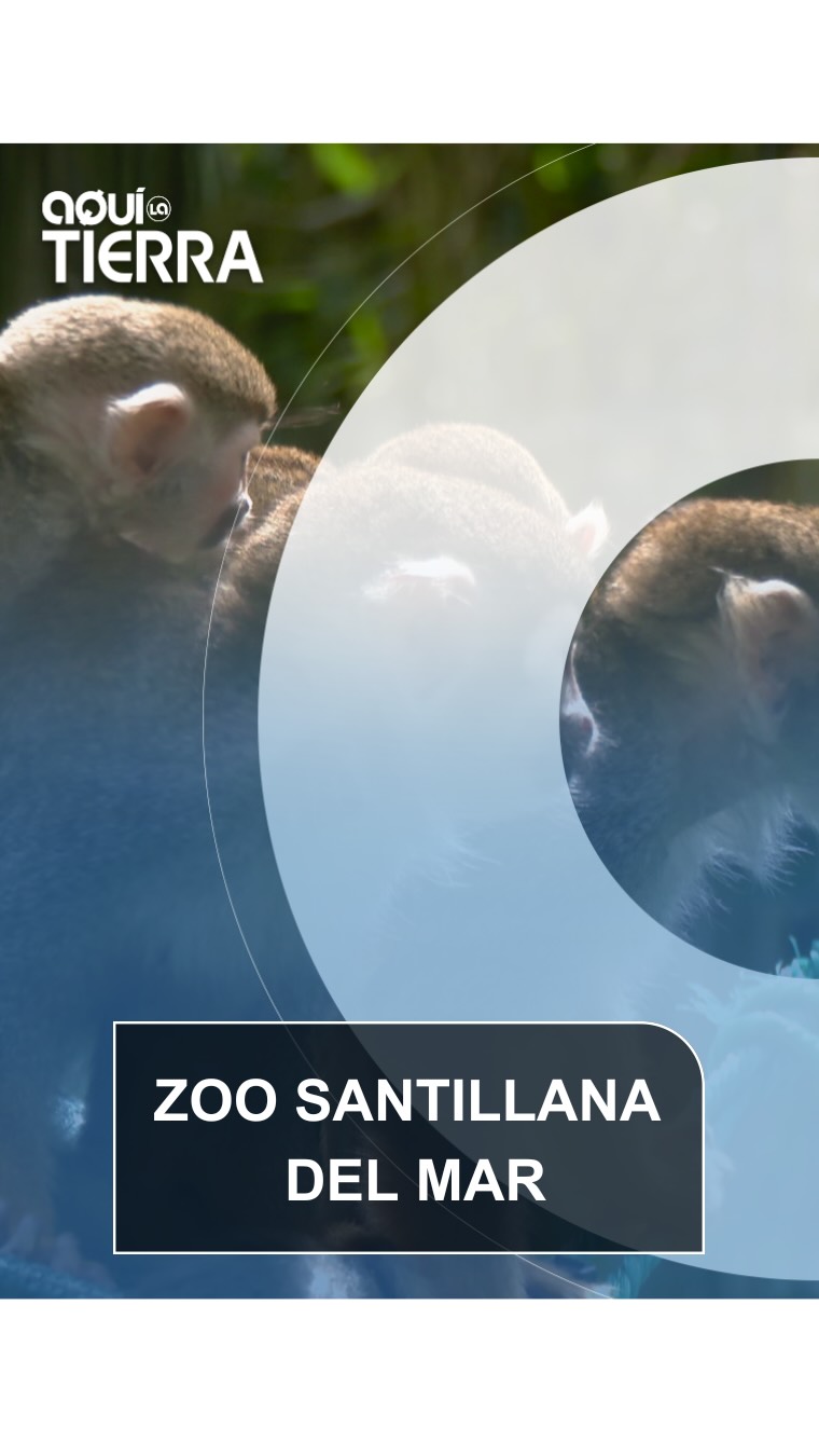 Conocemos a Pardo de Santayana, un naturalista apasionado que ha hecho de la conservación de las especies un compromiso de vida, y a más de 19 especies de primates que conviven en el Zoo Santillana del Mar.