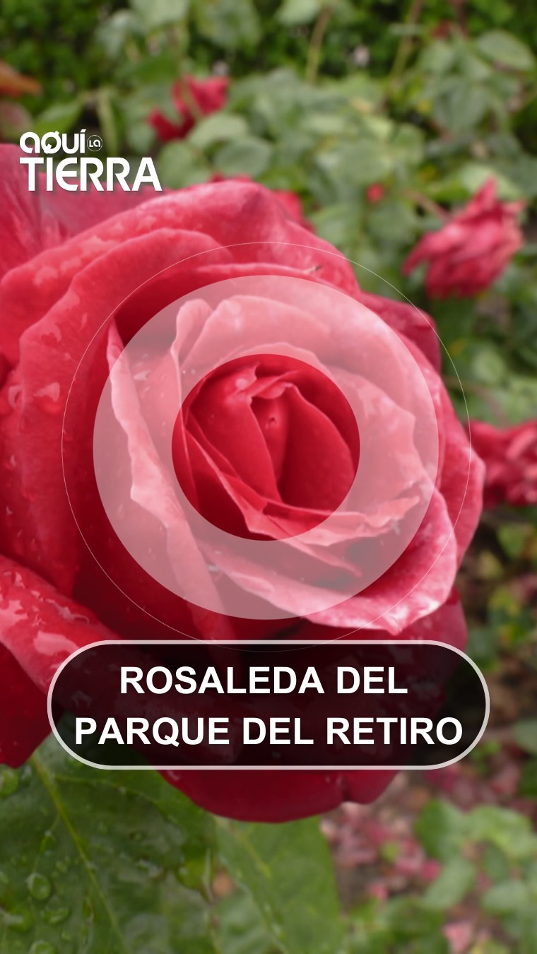 La Rosaleda del Retiro revive 4.000 rosales con historia desde la antigua Roma