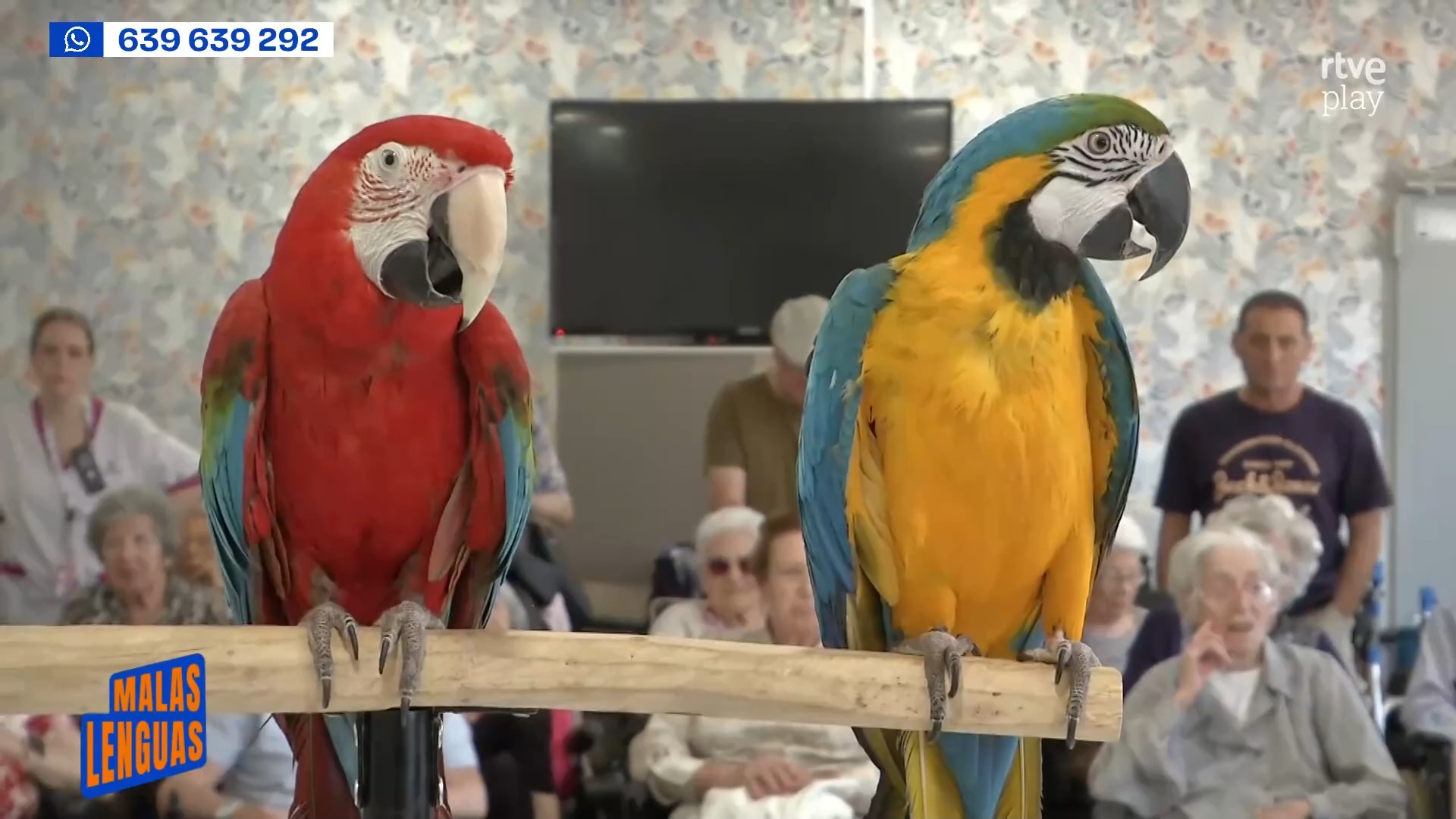 Dora y Kiara alegran las residencias de Málaga con su compañía exótica