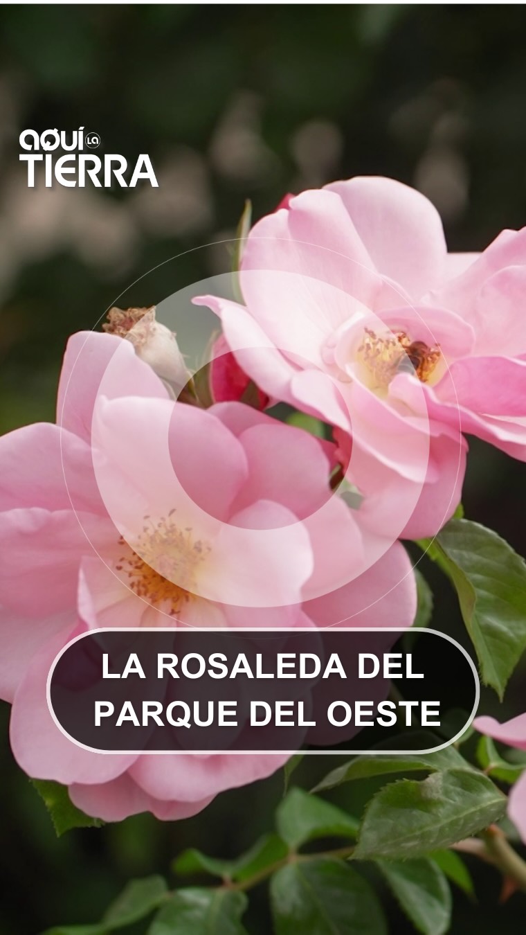 Ces paroles célèbres évoquent le bonheur dans les bras de l'aimé