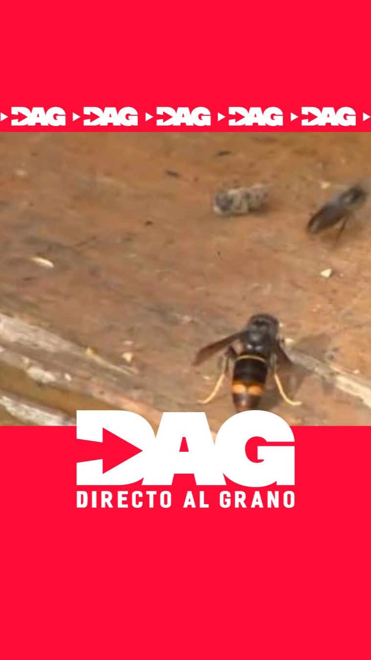 Un ciclista muere en Navarra tras una picadura de avispa en la femoral