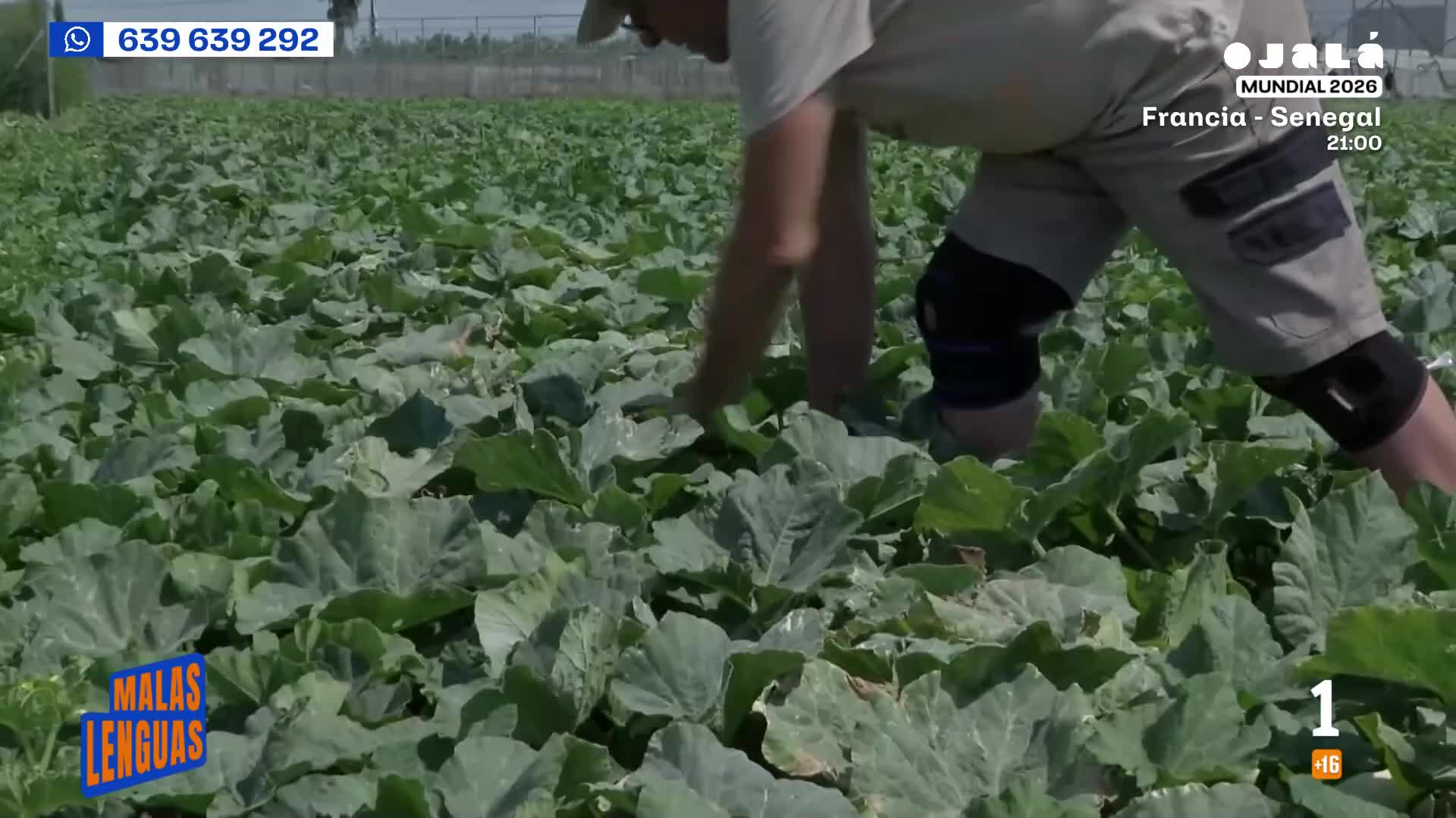 Joaquín cultiva en Los Palacios calabazas cacahuete que resisten todo el invierno