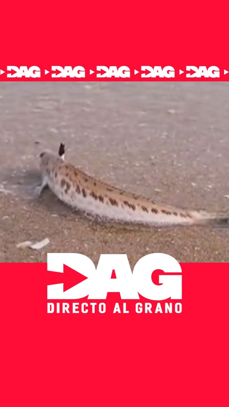 El pez araña provoca centenares de urgencias cada verano en la Costa del Sol