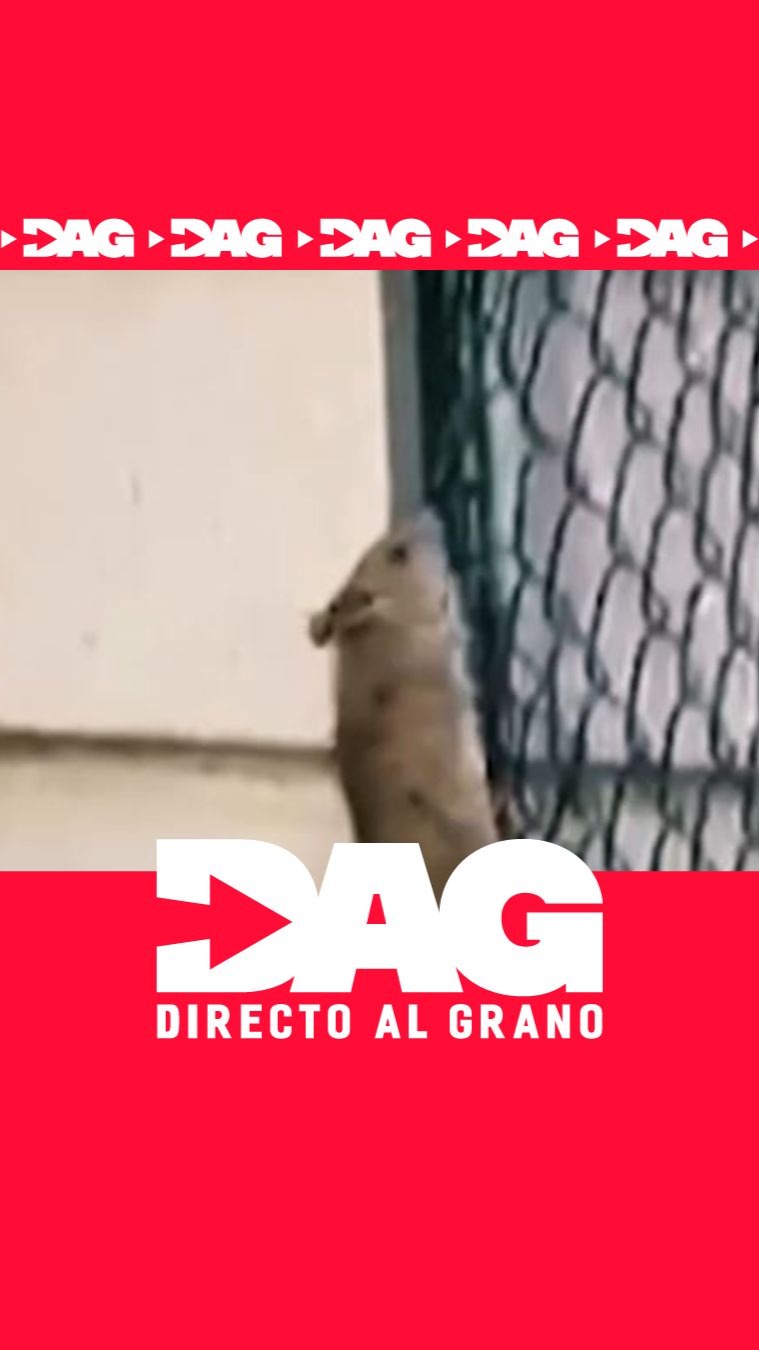 Palomas y ratas invaden el Polideportivo Nazaret donde entrenan campeones nacionales