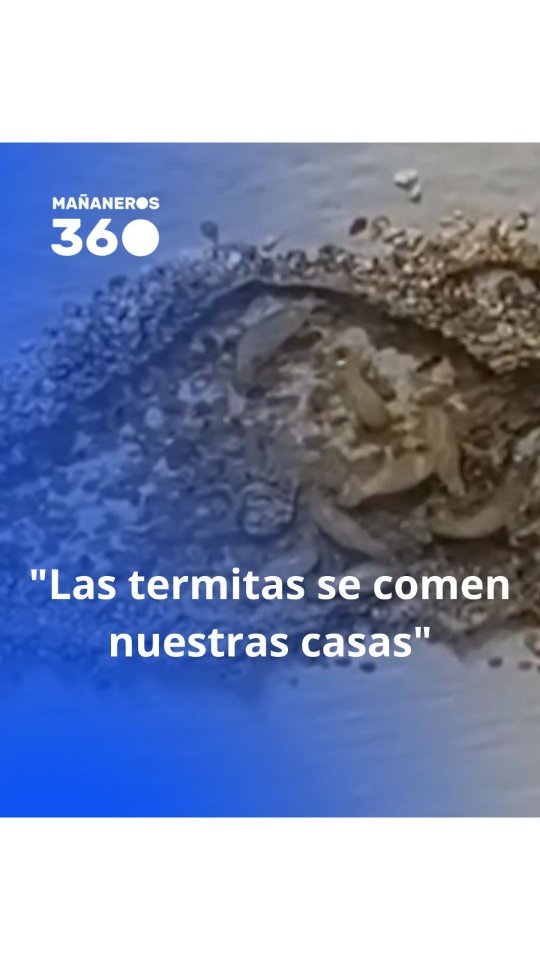 Vecinos de Motril batallan desde 2018 contra termitas que devoran sus casas