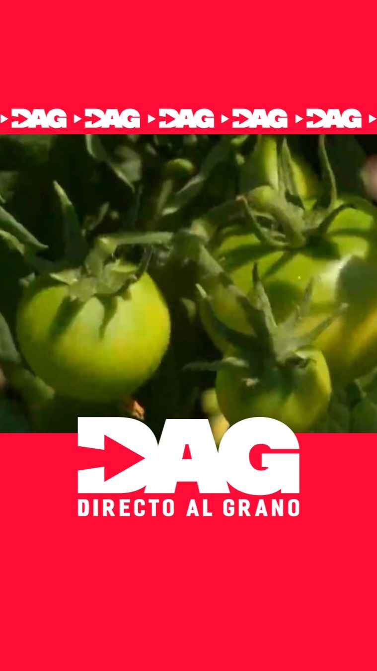 Tomateras brotan por error en obras de Terrassa y dividen a los vecinos