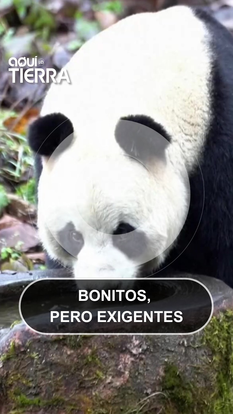 Los pandas del Parque Nacional de Sichuan exigen bambú fresco y tierno cada día