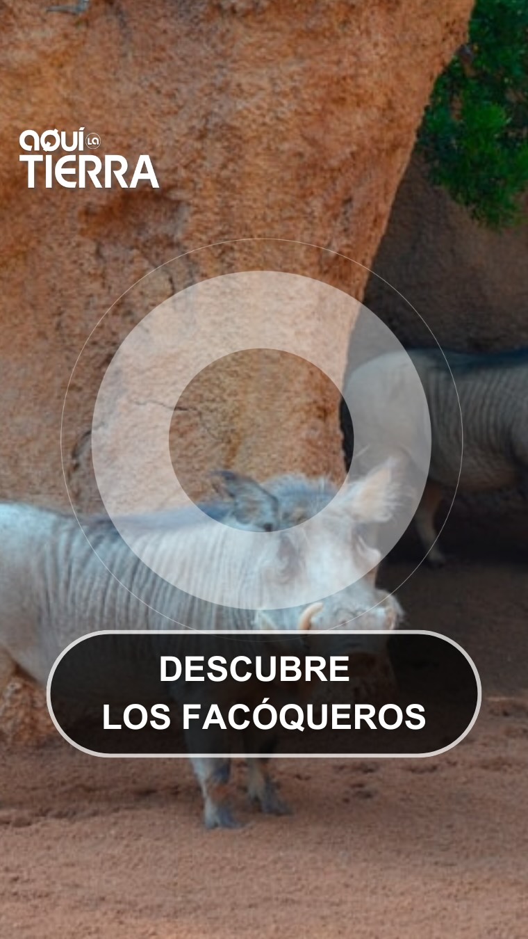 Tres facoqueritos de 15 días ya corretean por el Bioparc de Valencia
