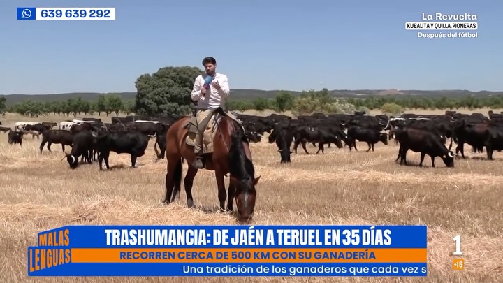 Tomás mantiene viva la trasumancia recorriendo 500 kilómetros entre Jaén y Teruel