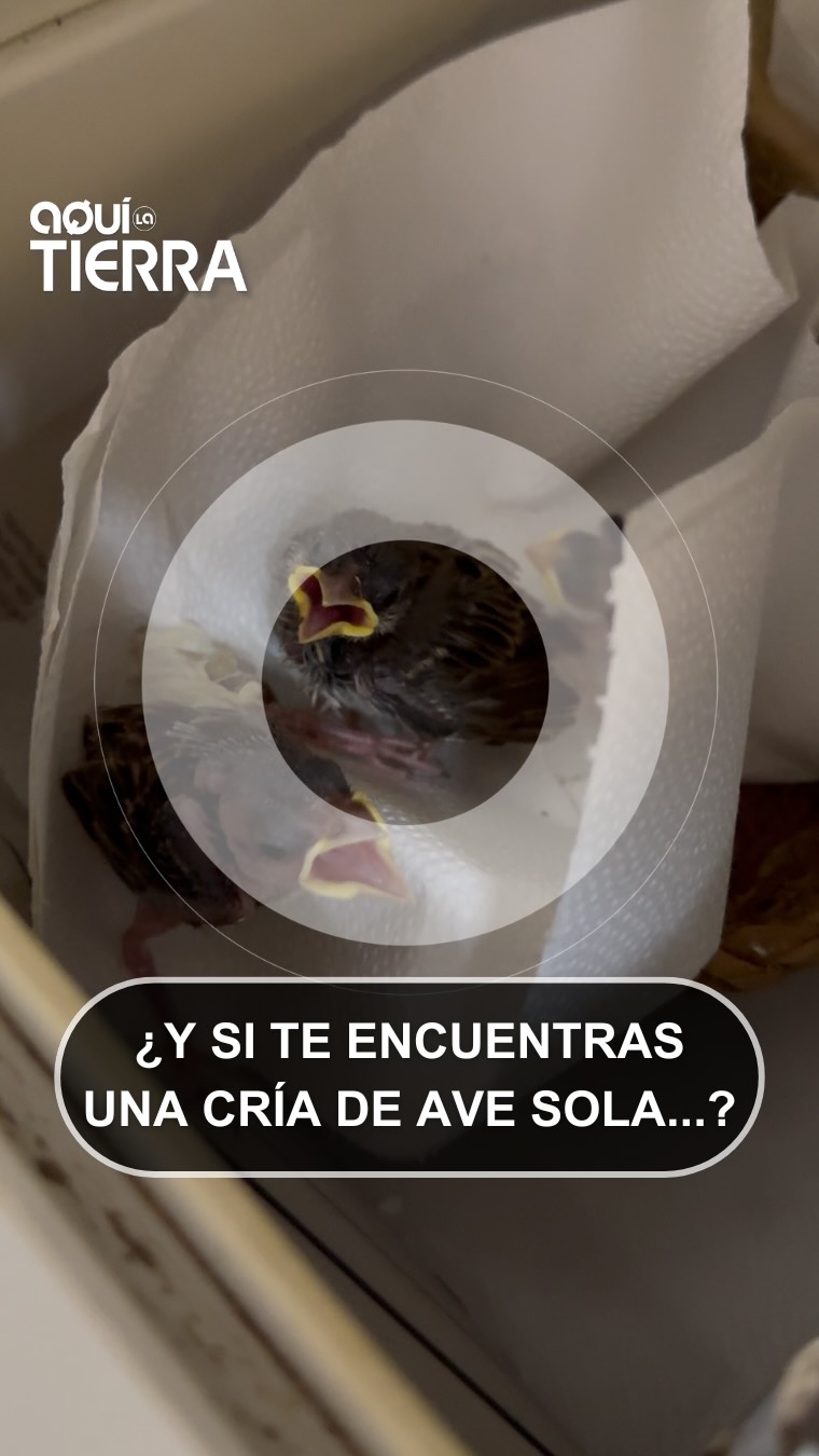 No recojas las crías de ave que encuentres en el suelo: llama a un centro