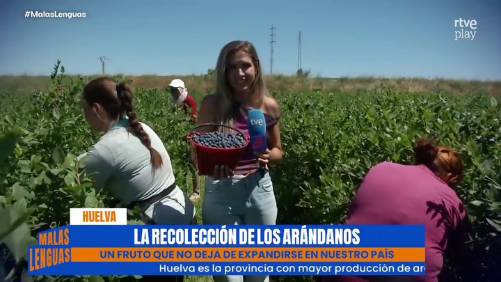 Huelva lidera la producción de arándanos en España con más de 3.000 hectáreas