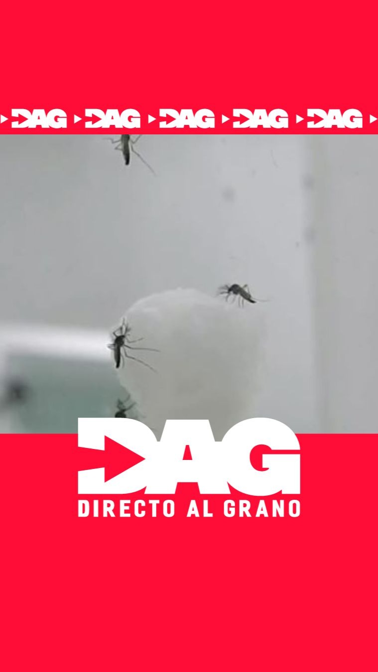 Expertos alertan de una mayor población de mosquitos tigre este verano en España
