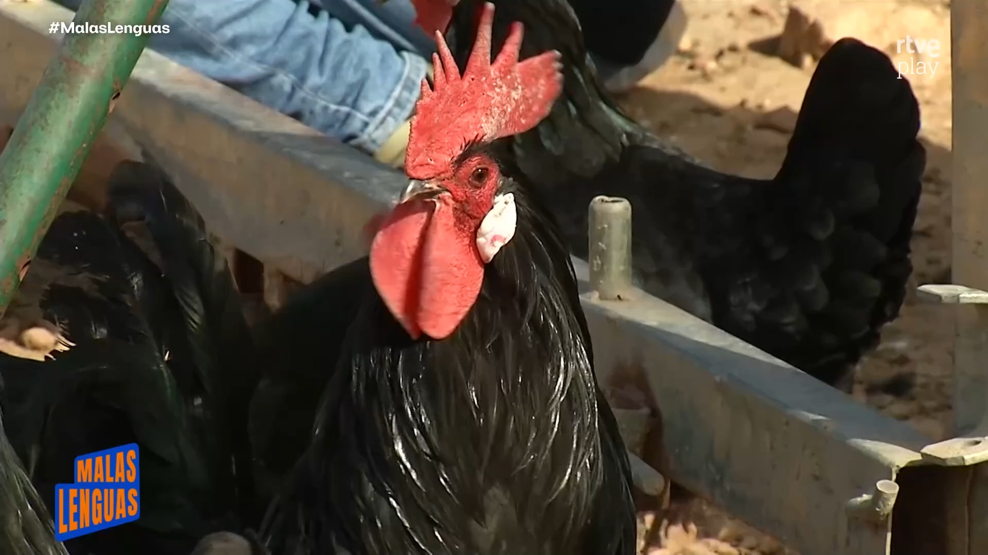 Burgos busca hogares para salvar a la gallina castellana negra