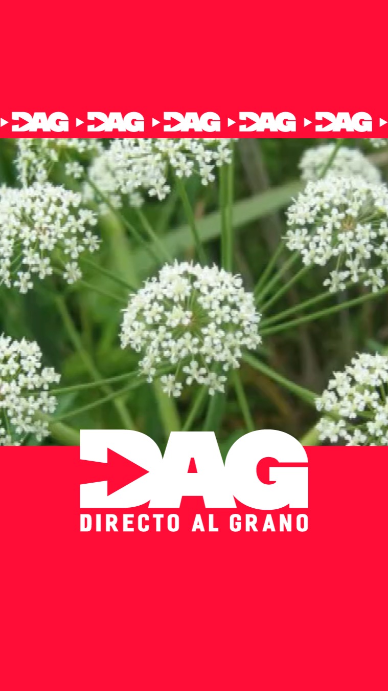 ¿Perejil o cicuta? El truco para distinguir las hojas y evitar la muerte