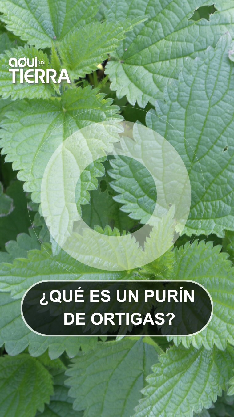 Ramón el alquimista: cómo hacer purín de ortiga natural en Alcampo