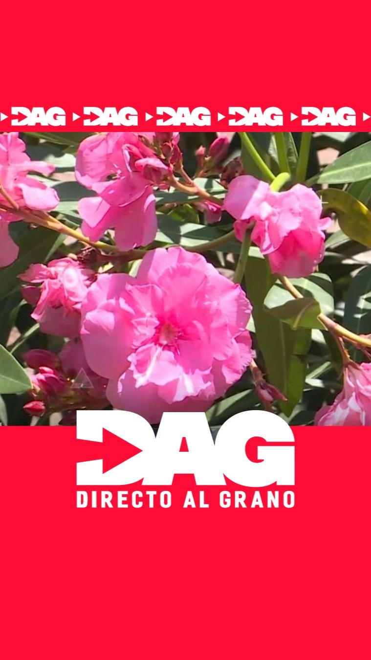 Plantas ornamentales tóxicas en parques y hogares: el riesgo mortal que muchos ignoran