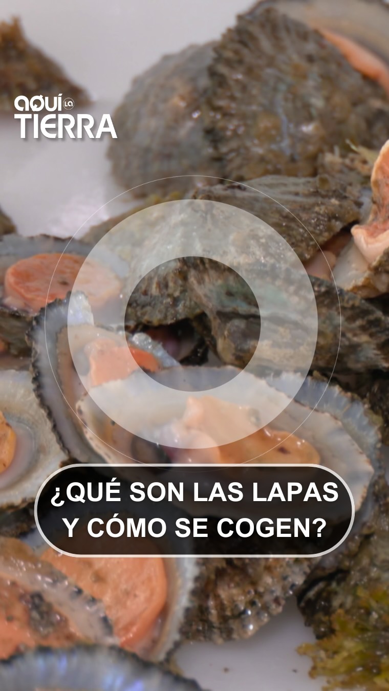 Mar aprende la regla de los 4 centímetros y medio para recoger lapas