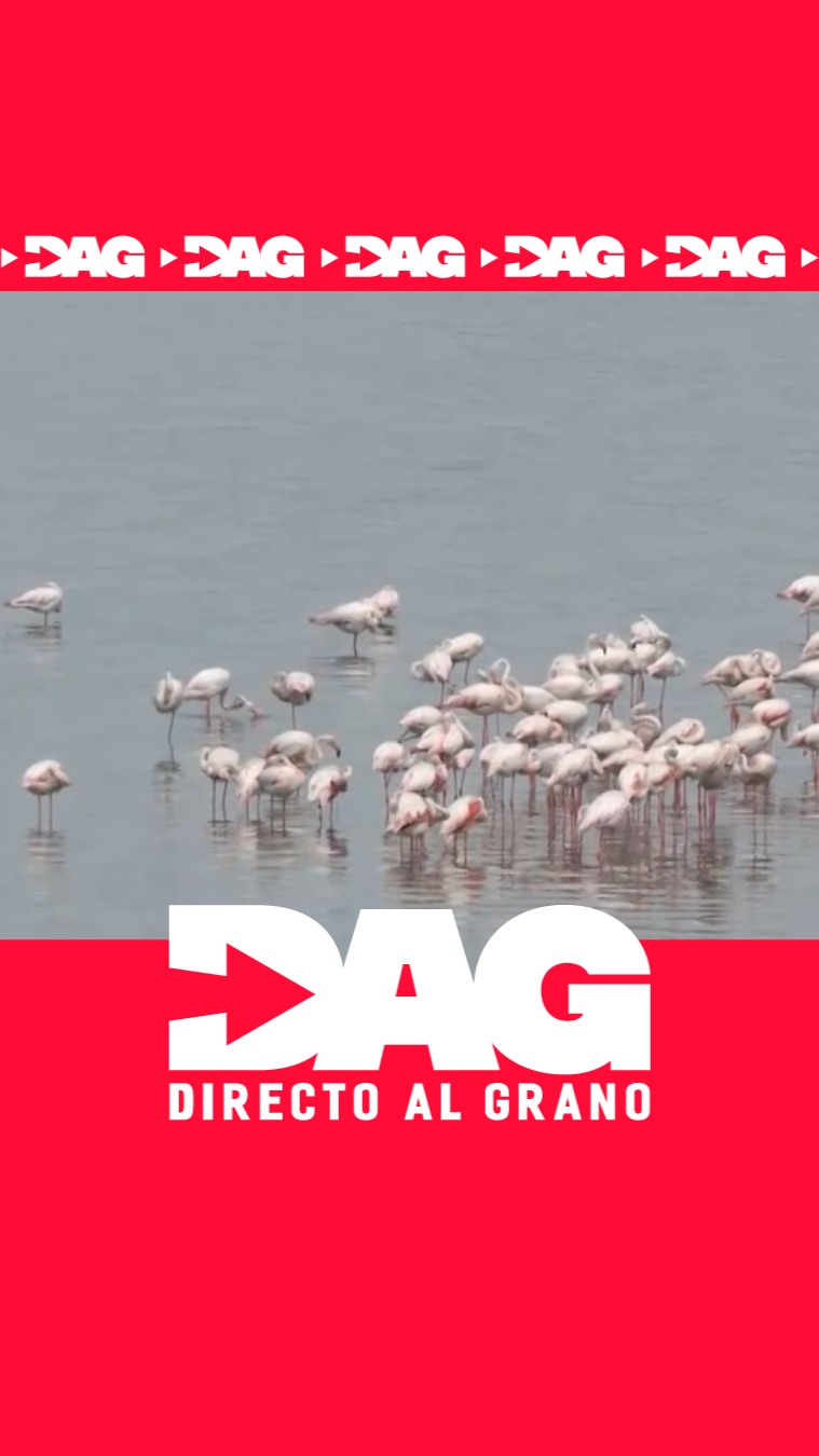 Las lluvias traen más de 40.000 flamencos a Fuente de Piedra