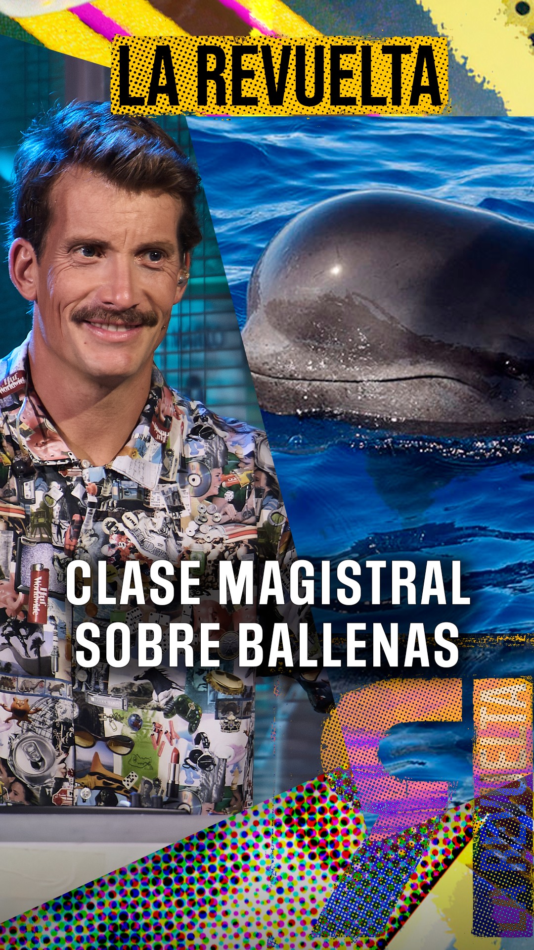 Las hembras menopáusicas lideran la manada de las ballenas piloto