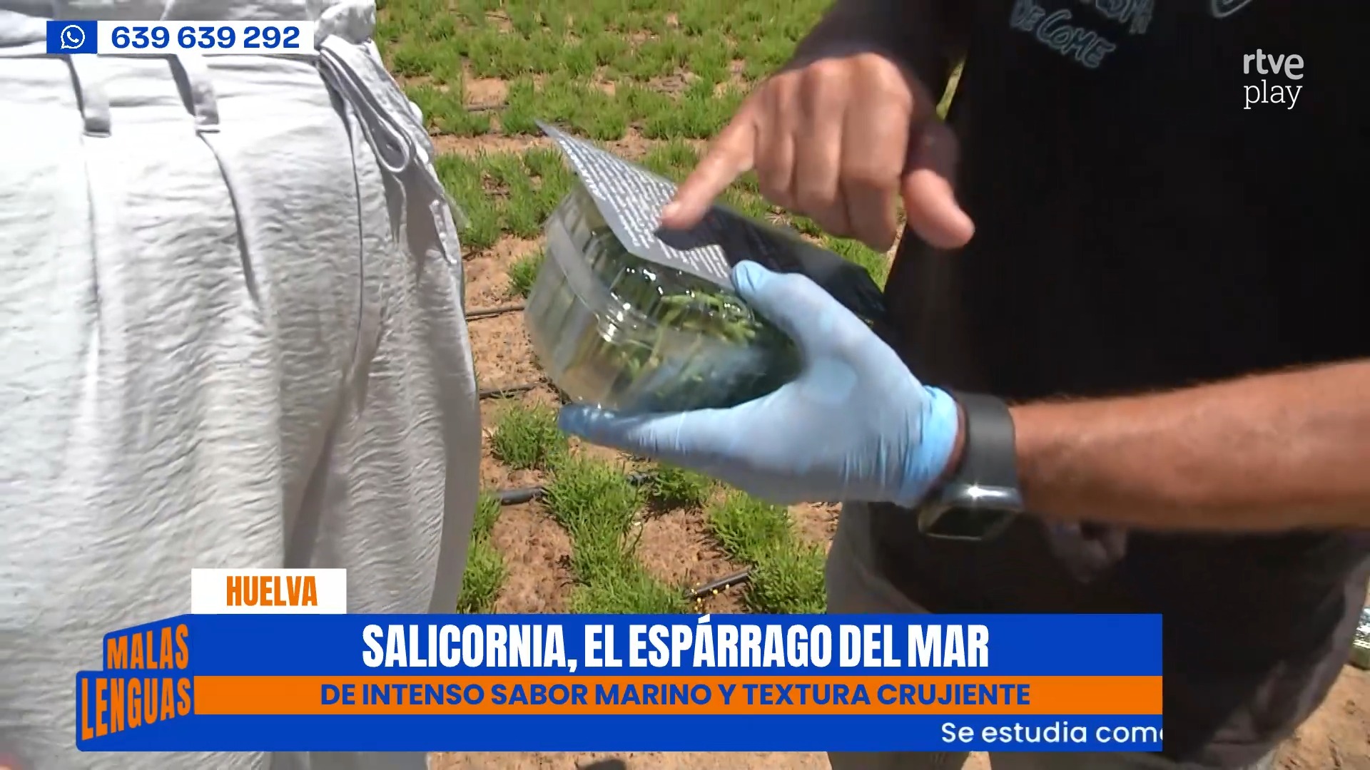 La salicornia conquista las cocinas: el espárrago del mar que crece en Huelva